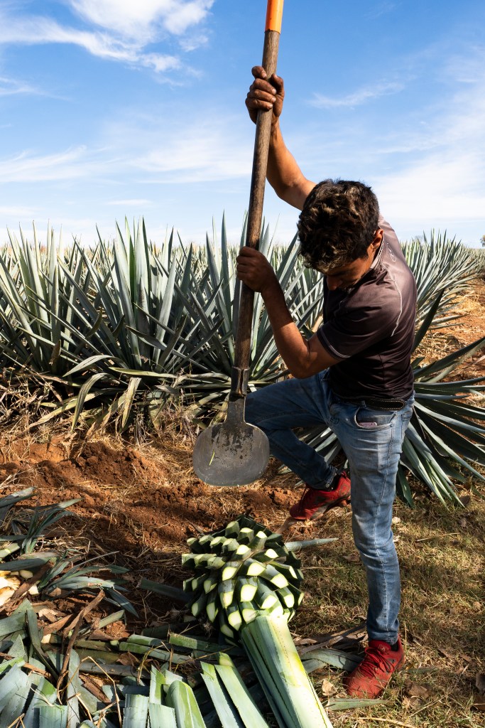 Agave, Tequila, Mexico, Jalisco, Jimador, agriculture, champ, photo reportage