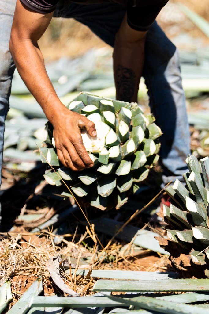 Agave, Tequila, Mexico, Jalisco, Jimador, agriculture, cactus, champ, photo reportage