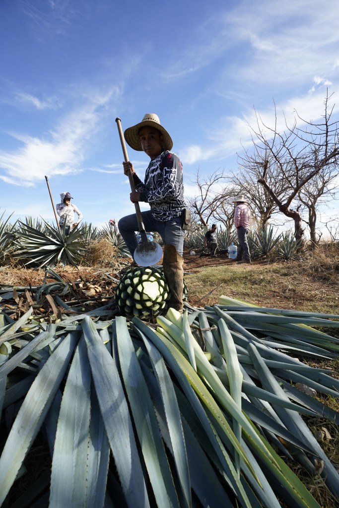 Agave, Tequila, Mexico, Jalisco, Jimador, agriculture, cactus, champ, photo reportage