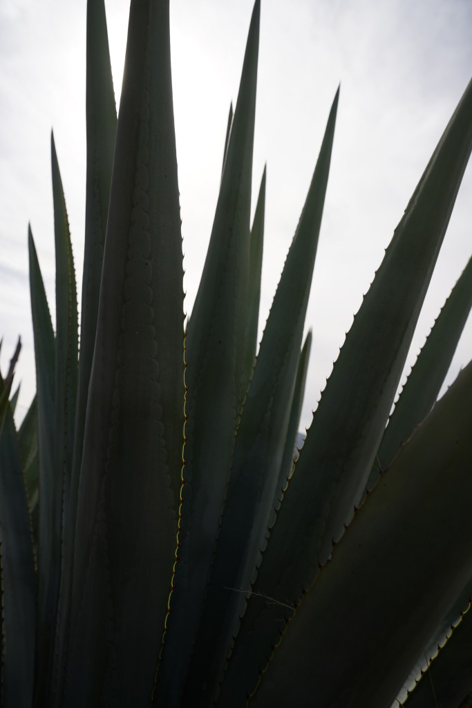 Agave, Tequila, Mexico, Jalisco, Jimador, agriculture, cactus, champ, photo reportage